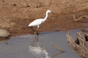 great_egret (Fem)